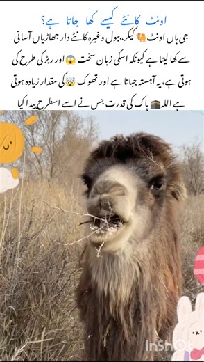 The Shocking🤯 Truth Behind Camel's Diet #camelfacts #nature #wildlife #shorts