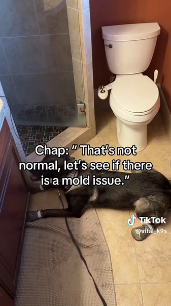 Chap finds the problems in your house so we can solve them! #utah #moldk9 #molddogchap #molddog #moldgrowth