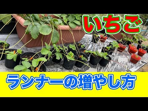 いちごの苗が欲しい人は、ランナーを育てましょう〜サラリーマンでも出来るいちご栽培シリーズ〜