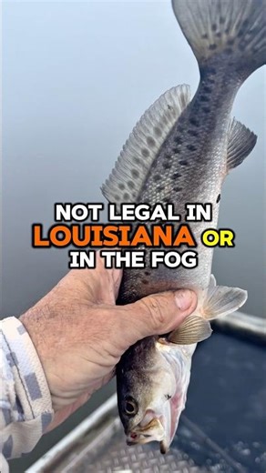 Not Legal In Louisiana Or In The FOG🎣‼️