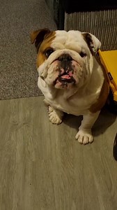 419K views · 21K reactions | *DO NOT TEACH YOUR DOG COMMAND BUTTONS* This is a standard daily argument we have  #bulldogpabs #britishbulldog #dogsofinsta #englishbulldog #bulldog #funny #hilarious #puppy #lazydog #pablo | BulldogPabs | Facebook
