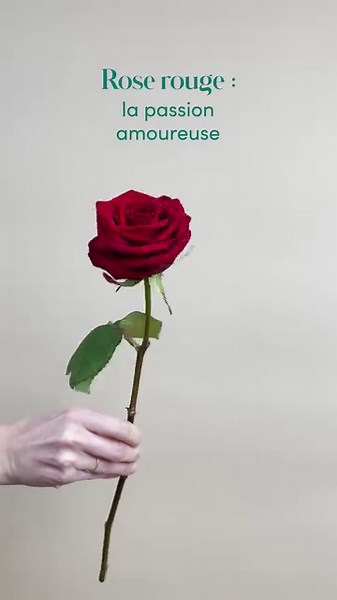 Vous aimeriez recevoir des roses de quelle couleur ? 💌 | Interflora : Messager de vos émotions