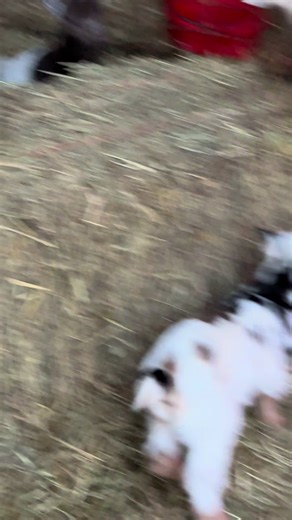 The Adventures of a Momma's Boy Kid Goat