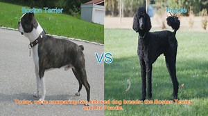 Boston Terrier vs. Poodle: A Comprehensive Comparison