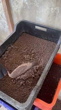 How to start maggot farming on a small scale