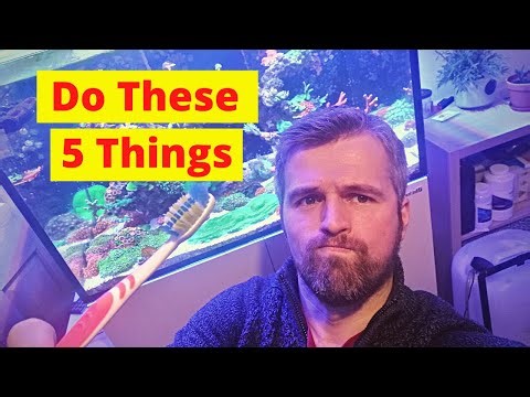Top 5 tips to ACTUALLY solve algae issues in a reef tank