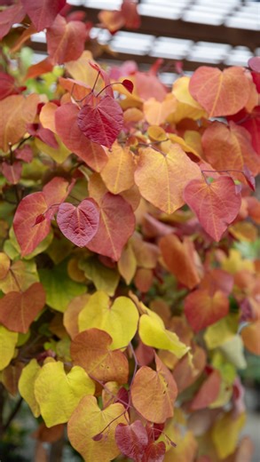 Anyone else swooning over the changing colors lately? 🍂 Our current crush: the Redbud ‘Flame Thrower’ with its heart-shaped leaves glowing in layers of green, yellow, and red. | Green Acres Nursery & Supply