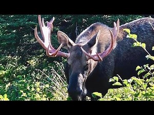 Moose Hunting in Alaska