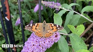 Painted lady butterflies emerge in once-a-decade phenomenon