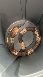 11K views · 159 reactions | Here’s a quick video of my banded snouted cobra showing off its hood and then how fast it can climb out of a Brute garbage can #snake #cobra #pet #reptile #animal #venomous #wildlife #snakes #cobras #pets | Nathan Jordan Photography | Facebook