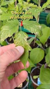 Recognize and treat sunburn on tomatoes and peppers!