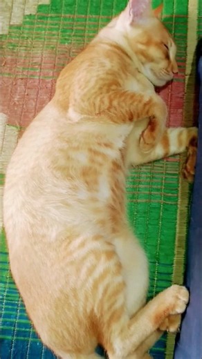 Sleeping cat 😩 | Cat sleeping |Cats sleeping | Sleeping time |Sleeping baby | Sleepy cat |#shorts