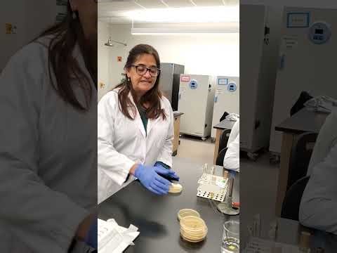Spread Plate Technique using serial dilution