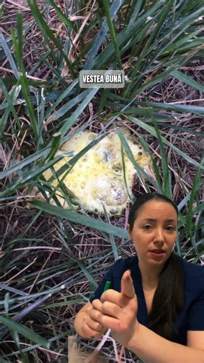 Voma galbenă la câini: când e normal și când nu 🐶 🤢 Sperie orice proprietar Dar vestea bună este că de multe ori poate fi gestionată corect 💛 Culoarea galbenă vine de la bilă Apare frecvent când câinele nu mănâncă suficient de des 🍽️ Ce poți face • mese regulate • o dietă ușor digerabilă ⚠️ Când trebuie să mergi la medic • dacă apare frecvent • dacă este apatic • dacă refuză mâncarea 🐾 Tratamentul corect vine doar după un consult Verifică posibile cauze digestive: gastrită, paraziți și alte