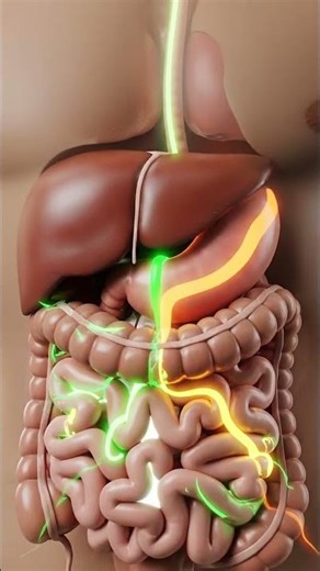 How to Apple Digestion Process | 3D Medical Animation #AppleDigestion #MedicalAnimation