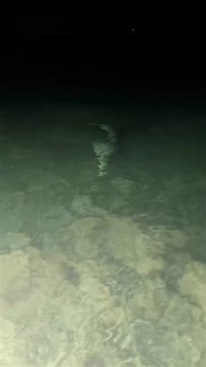 Sea creatures in the Florida Keys! _fix_001 #floridakeys#keys#ocean#seacreatures#foryou#fyp#tiktok#viral#crazy#animals#seafood#sea#water#wildlife#nature#Dolphin#shark#octopus#seaturtles#turtle#crab#lobster#fish#nightdoneright#crocodile#yoink#florida | Thim Thida