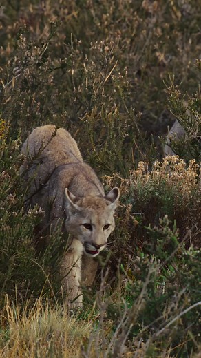 Playful Puma Cubs Honing Their Hunting Skills in Patagonia