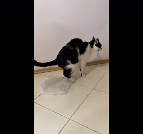 Cute cat loves to stomp its feet on the plastic bag *Hilarious Cat Antics*