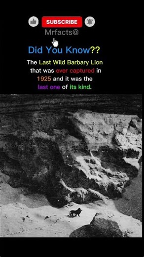Did You know? The Barbary Lion #facts #history