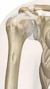 🔥 Shoulder Pain? Learn This BASIC Anatomy First!