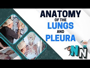 Anatomy of the Lungs and Pleura