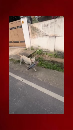 Tulu_comedy_cut🌞🌙 on Instagram: "ಡಿಸ್ಕೋ ಮೀನು 😄 . . . . . . . . . . . #tulu #tulunad #tulunadu #tululanguagefor8thschedule #tulunadavaibhava #tuluvibe #tuludrama #tulucomedycut #comedy #fun #udupi #mangaluru😍"