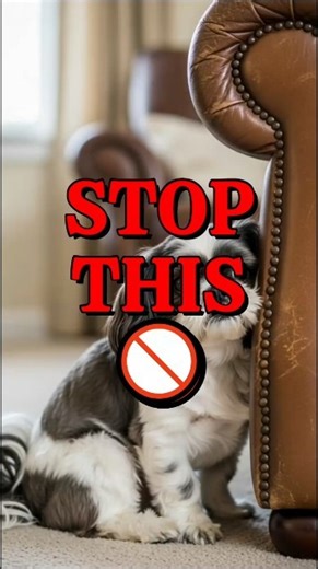 Stop Doing This When Your Dog Is Scared 🚫