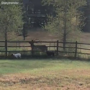 "Somehow my dogs have become friends with an elk and they race each other across the fence" 😂 | Tyla