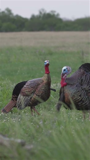 Crossbow Hunter's Turkey Shot Did He Get It Watch to Find Out!