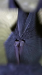 3.2K views | Getting bats out of your house is usually not a diy job. The trick is to allow them to leave but not come back. Bat removal experts use something called a bat cone. If you decide to get rid of bats yourself, make sure you really know what you are doing and you know the laws about bats in your area. #bats #bat #batremoval #animalcontrol #wildanimals #animalremoval #pestcontrol #infestation #ewww #pestcontrol #diy #diypestcontrol | Pest Badger | Facebook