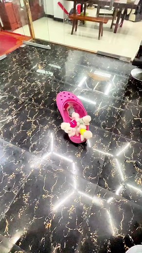 The Cutest and Smallest Dogs I Ever Saw! Unbelievable!