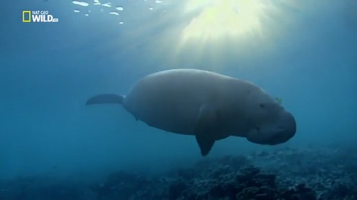 Vad Egyiptom - Wild Egypt