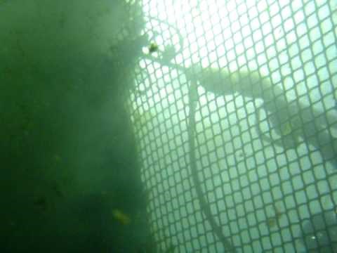 Dive Works - Salmon Fish Net Cleaning