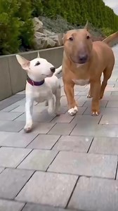 462K views · 10K reactions | Bull Terrier  | Working Bull Terriers Kennel | Facebook
