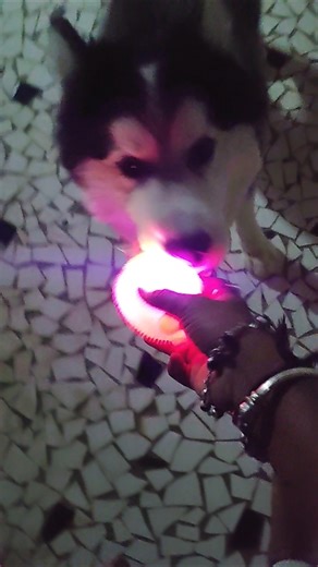 How to teach fetch command to dog