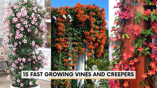 How to make your walls bloom quickly with these 15 vines