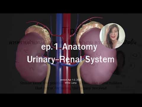 ep 1 Anatomy Urinary Renal System example