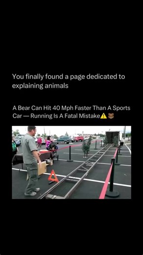 Explaining All Animals on Instagram: "Follow @explaining.animals to learn everything about animals one post at a time 🧠🔥 Bears are surprisingly fast animals despite their large size and heavy build. Some species, such as the grizzly bear, can run at speeds of up to 35 miles per hour, which is faster than most humans can sprint. This speed helps bears catch prey and defend themselves in the wild. The bear’s ability to run quickly comes from its powerful legs and strong muscles. Although they ca