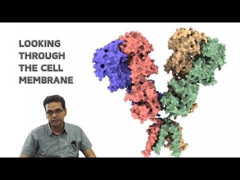 Why study glutamate receptors in the brain? The Laboratory of Membrane Protein Biology explains.
