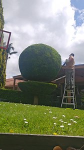 Just finished a conifer trim for a client today! It's always so satisfying to shape these evergreens. Topiary is definitely one of my favorite horticultural passions, right up there with my love for reptiles. Seeing a plant transform into a neat shape is pure joy. Can't wait for the next green project! 🌱 #Topiary #Horticulture #Gardening #Conifer | Jake the snake catcher