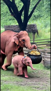 Tarot readers on Reels