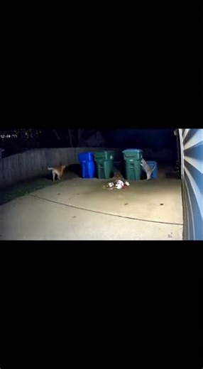 Dog Bursts In Just in Time to Stop Raccoon from Attacking Cat