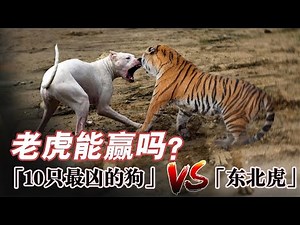 5只比特犬、10只鬣狗，和狮子、老虎关在一起，谁能活到最后？
