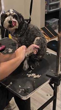 Cavapoo Puppies Get Major Haircut Makeovers!