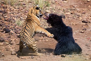 Tiger vs. Bear: Mother Bear Protects Cub from Tiger