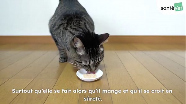 Pourquoi les chats ont-ils peur des concombres ? 🥒😱 | Mythe ou réalité ?