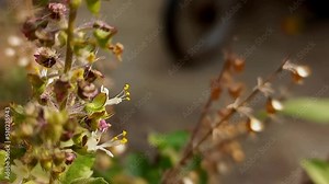 Organic Holy Basil with flowers Close up, Ocimum tenuiflorum, commonly known as holy basil, tulsi or tulasi.