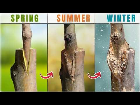 How to Graft Fruit Trees: A Complete Step-by-Step Guide for Beginners