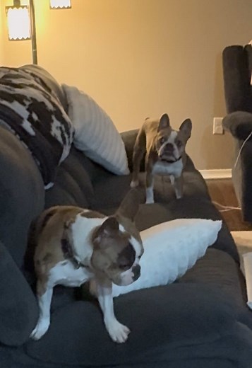 The huff from Lucky at the end 😂 #bulldog #frenchbulldog #fight #funny