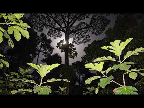 🔥 LIVE Deep Forest Ambience 🌲 Nature Sounds for Meditation, Inner Peace, and Relaxation